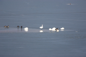 Sunny Day Tundra Swan