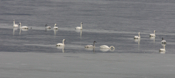 Tundra Swan Juvenile