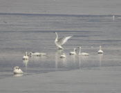 Tundra Swan Single Wing Flap