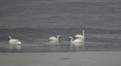 Tundra Swan Trio
