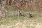 Wild Turkey Surprise