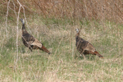 Wild Turkey Closeup