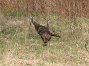 Wild Turkey Indecision