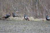 A Cluster of Turkeys
