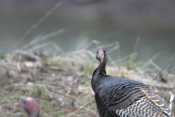A Turkey Closeup