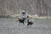 A Turkey Retreat