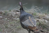 Turkey Running Away