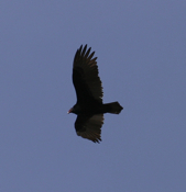 Soaring Turkey Vulture