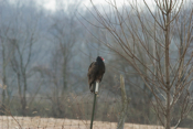 Turkey Vulture