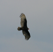 Fantastic Turkey Vulture