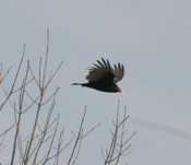Turkey Vulture Reconnaisance