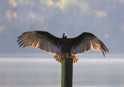 Closeup Dracula Turkey Vulture Pose
