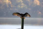Dracula Turkey Vulture Pose