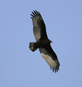 Underside Turkey Vulture