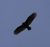Soaring Turkey Vulture