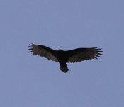 Soaring Turkey Vulture