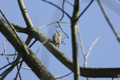 Underside Sapsucker
