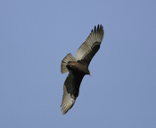 Turkey Vulture Deatils from Below
