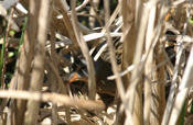 Virginia Rail "Nesting"