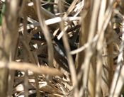 Virginia Rail "On Nest"