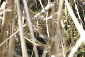 Virginia Rail "Sideview"