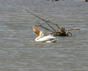 White Pelican "Nice Job!"