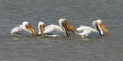 White Pelican "Centerboard"