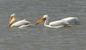 White Pelican "Please Share!"