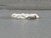 White Pelican "Hike!"