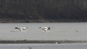 White Pelican Flight