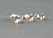 White Pelican "Cooperation"