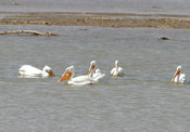 White Pelican "Jealousy"