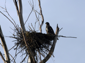 Wet Bald Eagle Juvenile