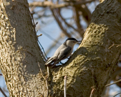 White Breasted Nuthatch