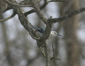 White Breasted Nuthatch