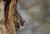 White Breasted Nuthatch Closeup