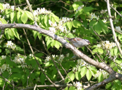 White-Crowned Sparrow Side View