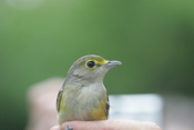 White-eyed Vireo Hatch-year