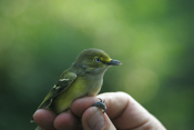 Profile White-eyed Vireo