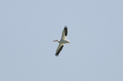 Inflight White Pelican