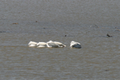 White Pelican "Teamwork"