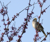 White-throated Sparrow "Perch"