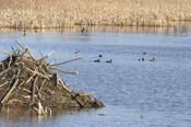 Beaver Dam View