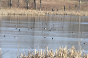 Typical Marsh Scene