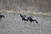 A Pair of Wild Turkeys