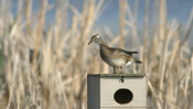 Female Wood Duck "Checkin it out!"