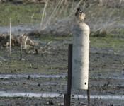 Wood Duck "Spring Valley"