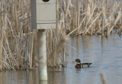 Wood Duck Male "Waiting"