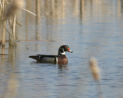 Wood Duck "Breeding Colors"