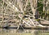 Wood Duck Males Sleeping